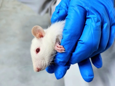 Animal Handling