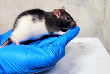 Animal Handling