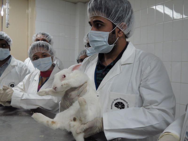 Animal Handling